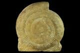 Skirroceras (Stephanoceras) Ammonite - Dorset, England #131895-2